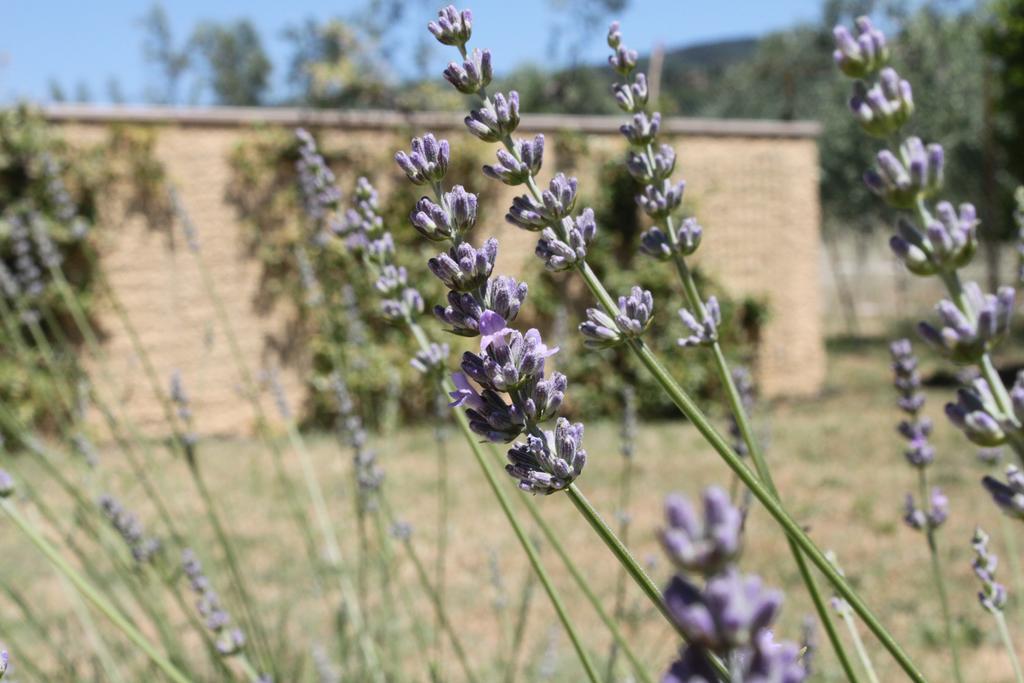 Il Piratello - Agriturismo Baldeschi Tuoro sul Trasimeno Exteriér fotografie